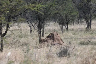 DSC_3676 (Large).JPG